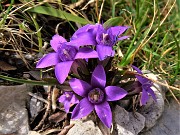 43 Gentianella rhaetica (Genzianella retica) in  Cima Foppazzi